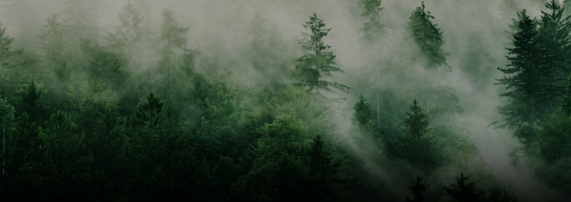 banner.jpg